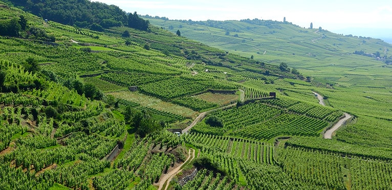 Alsace Riesling, vin blanc d'Alsace