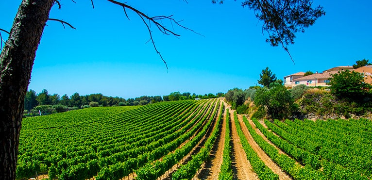 Bandol, Vin rouge de Provence