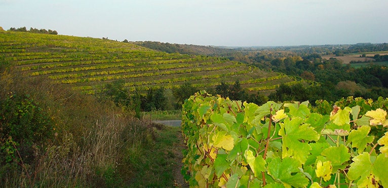 Coteaux-du-Layon, Vin blanc de Loire