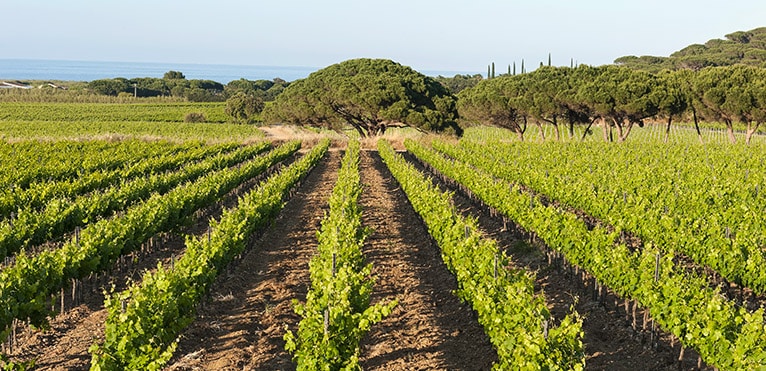 AOC Côtes-de-Provence