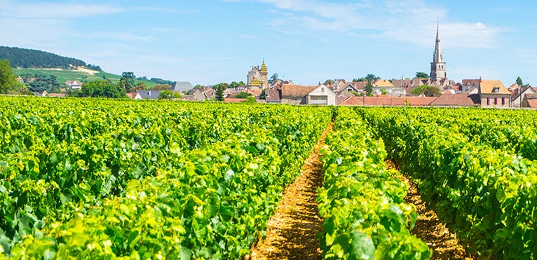 Meursault, Burgundy white wine