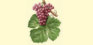 Gewurztraminer, Cépage blanc d'Alsace