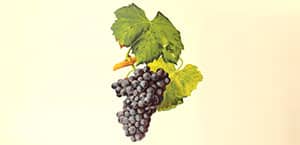 Grenache, Cépage du Rhône et du Languedoc