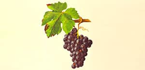 Malbec, Cépage rouge du Sud-Ouest