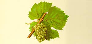 Riesling, Cépage blanc d'Alsace