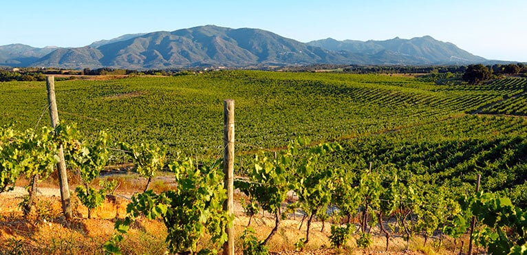 vin-de-corse
