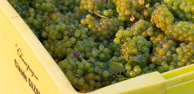 cepages-champagne © Photo _ Champagne Cazals