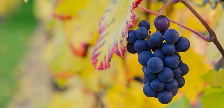 cepages-beaujolais © Photo _ Zbynek Burival sur Unsplash