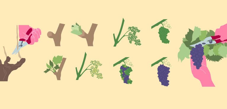 cycle-vigne © Illustration _ Alfred de Twil