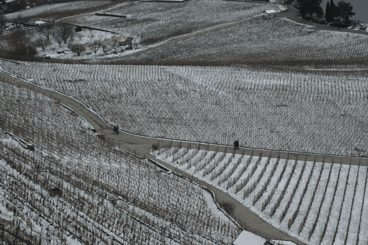 Understanding The Impact Of Climate On Wine Production Vinispi
