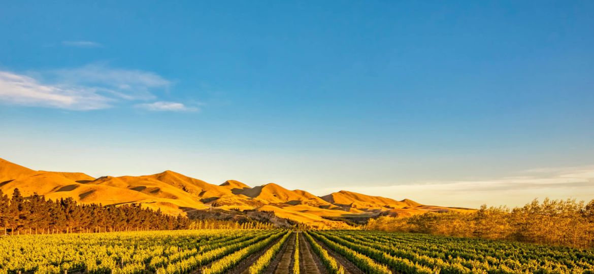 Vineyard in Canterbury, New Zealand