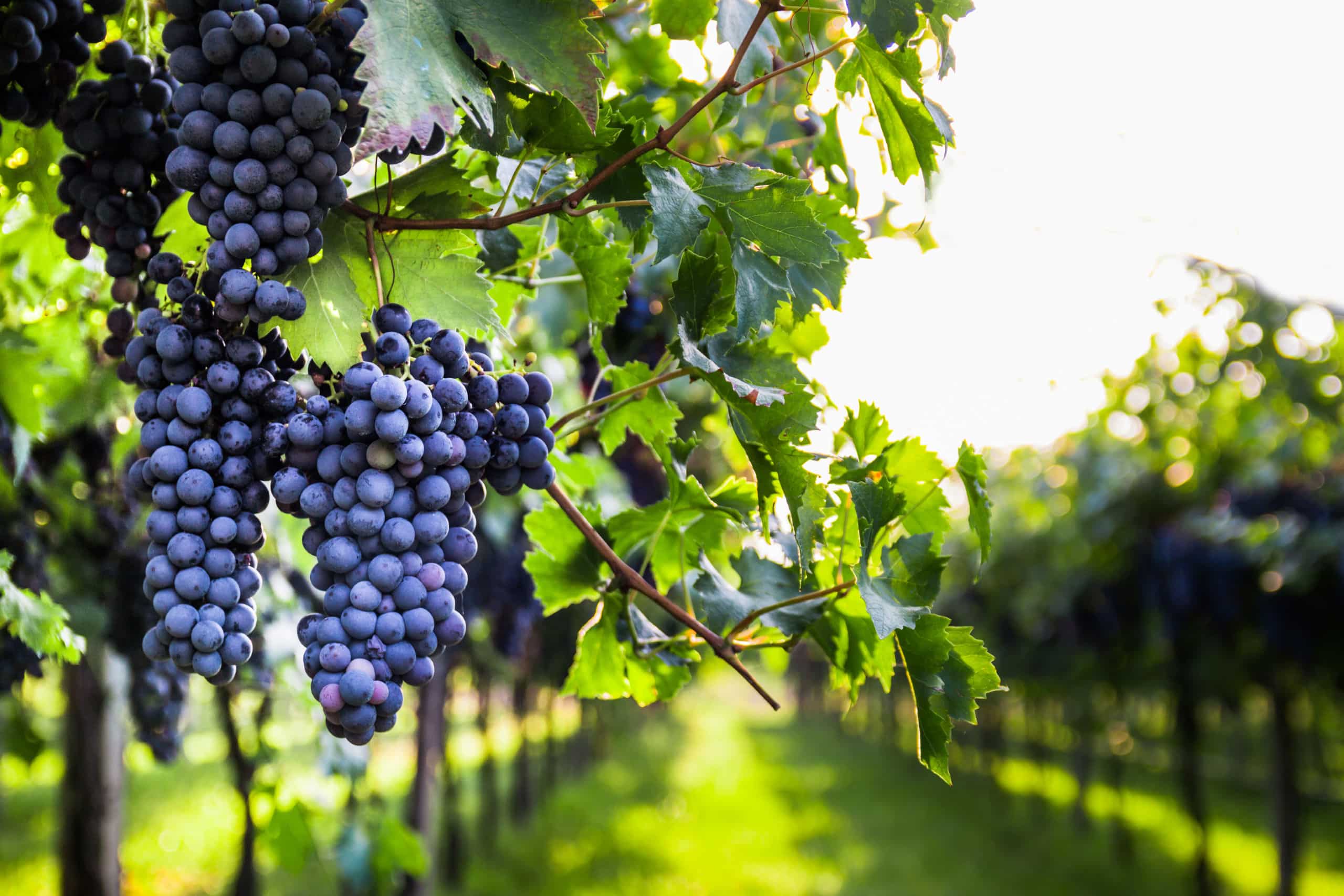 Le Beaujolais, vins de notre époque